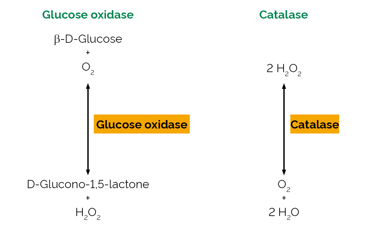 クロスケこうじ酵素 Glucose oxidase Catalase Mixture eukaryote Enzyme | Megazyme